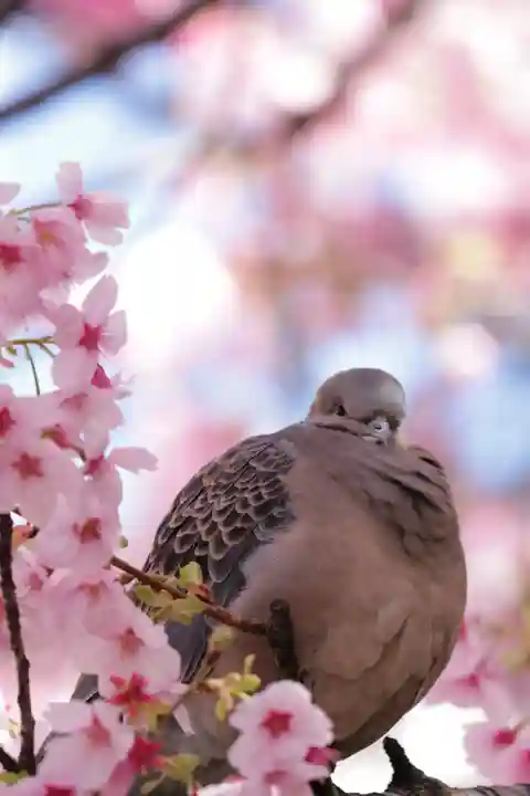 蔵前神社(東京都)