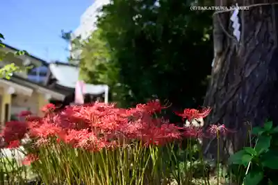 磐井神社(東京都)