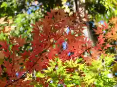 深大寺の自然