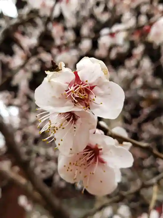 諏訪神社(東京都)