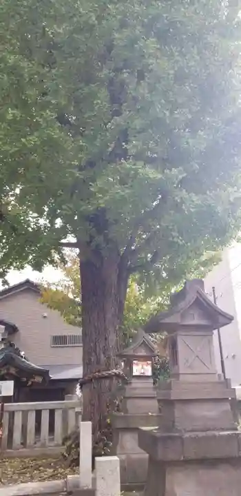 綾瀬神社の自然