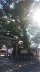 尾鷲神社(三重県)