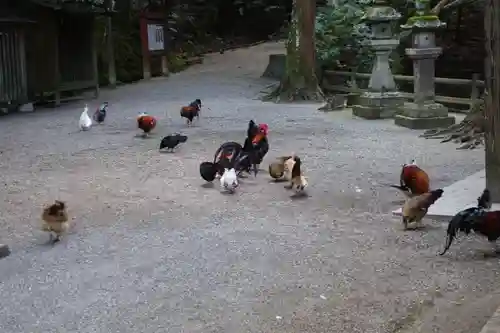 石上神宮の動物