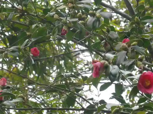 安國論寺（安国論寺）の自然