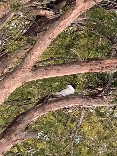 留辺蘂神社の自然