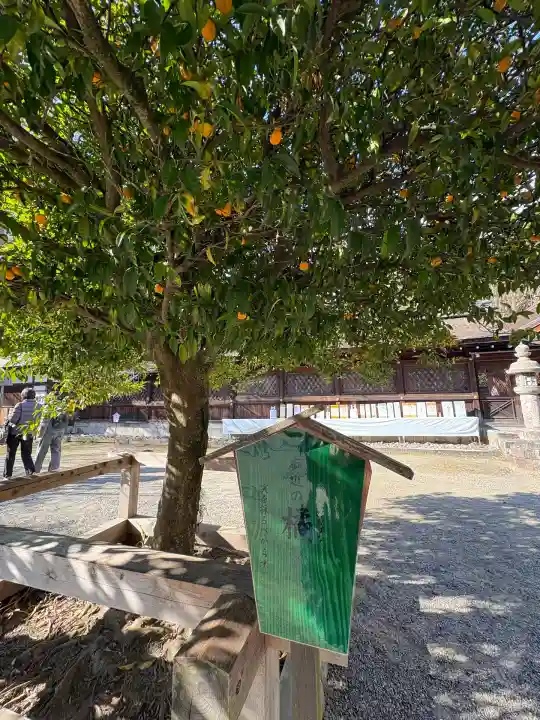 平野神社(京都府)