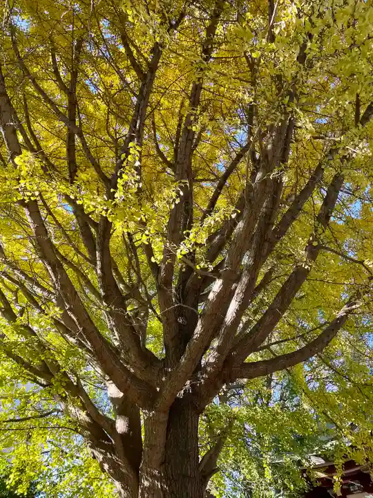 小金八坂神社(千葉県)