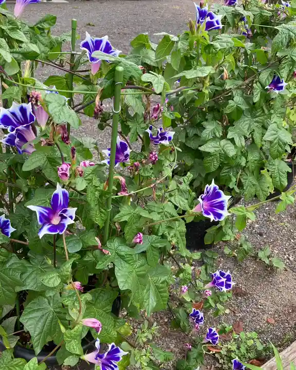 高司神社〜むすびの神の鎮まる社〜(福島県)