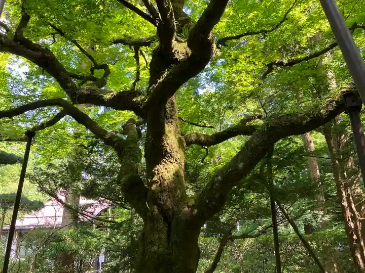 北口本宮冨士浅間神社(山梨県)