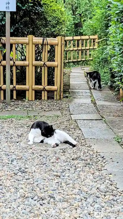 白金氷川神社の動物