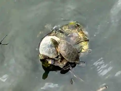 阿保神社(大阪府)