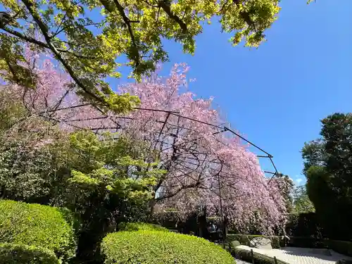 退蔵院(京都府)
