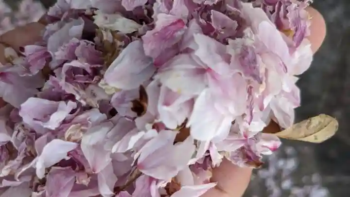 月心寺(愛知県)