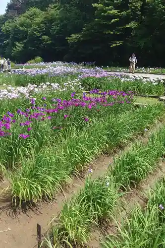 糀谷八幡宮(埼玉県)