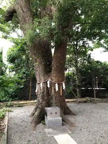 高龗神社・脇浜戎大社の自然