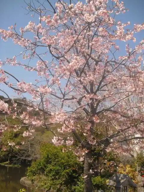 鶴岡八幡宮の自然