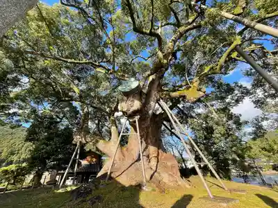 大楠神社の自然