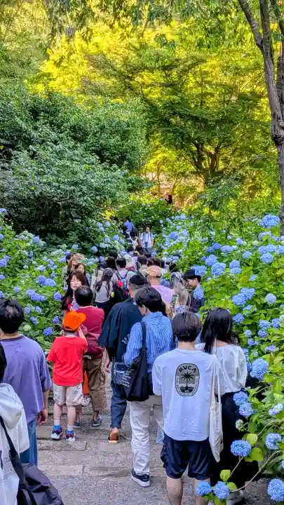 明月院(神奈川県)