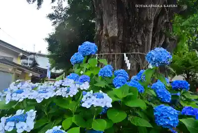 磐井神社(東京都)