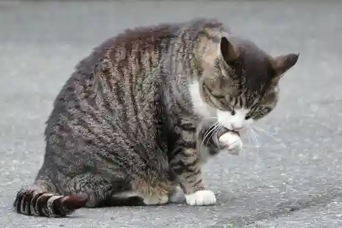 御誕生寺（猫寺）の動物