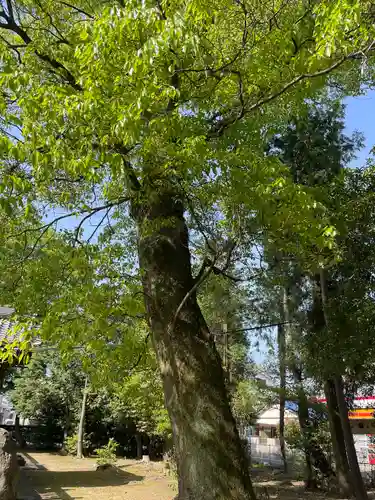 神明社（開明神明郭）の自然