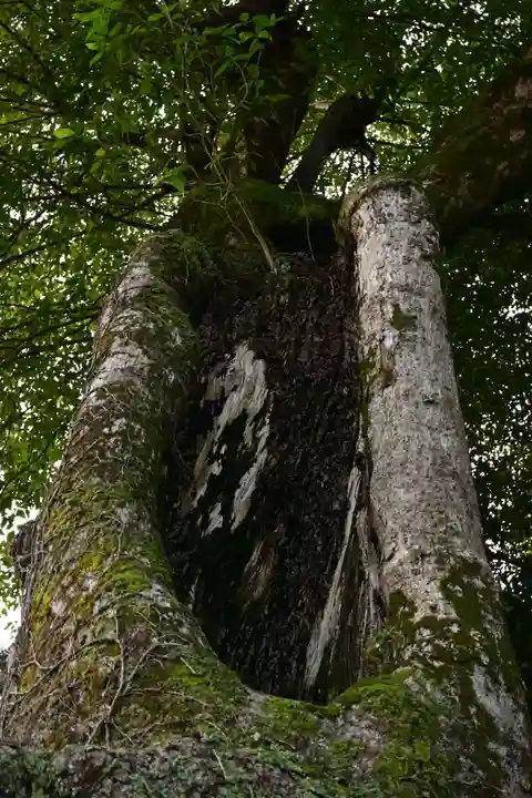 佐太神社(島根県)