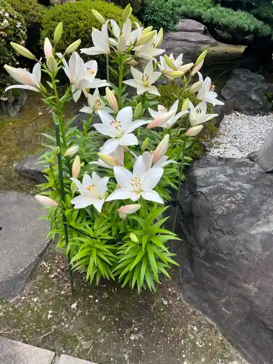 常念寺(愛知県)