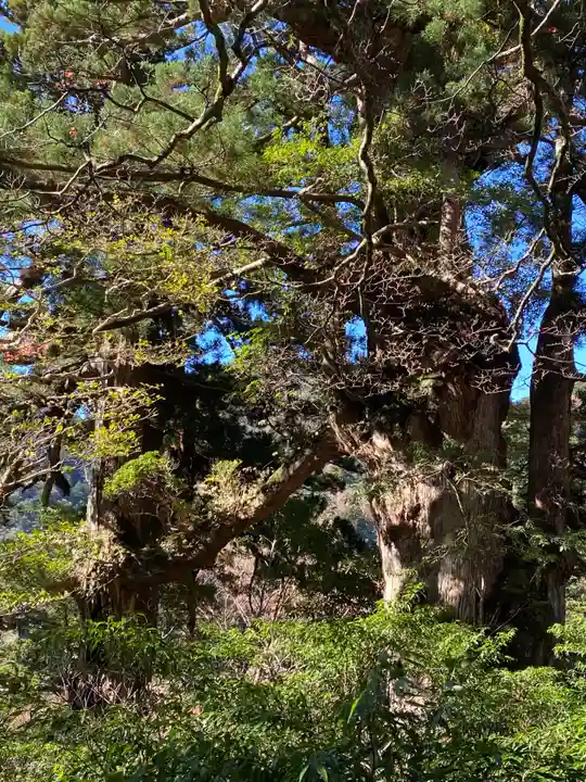 木魂神社(鹿児島県)