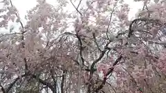 平野神社の自然