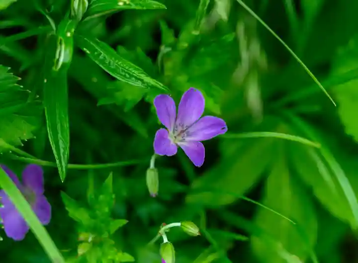 白山比咩神社 奥宮(石川県)
