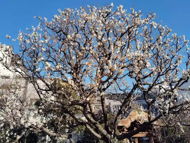 大蓮寺(群馬県)
