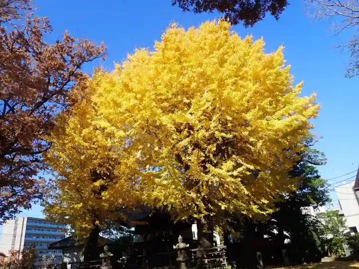 根岸八幡神社(神奈川県)
