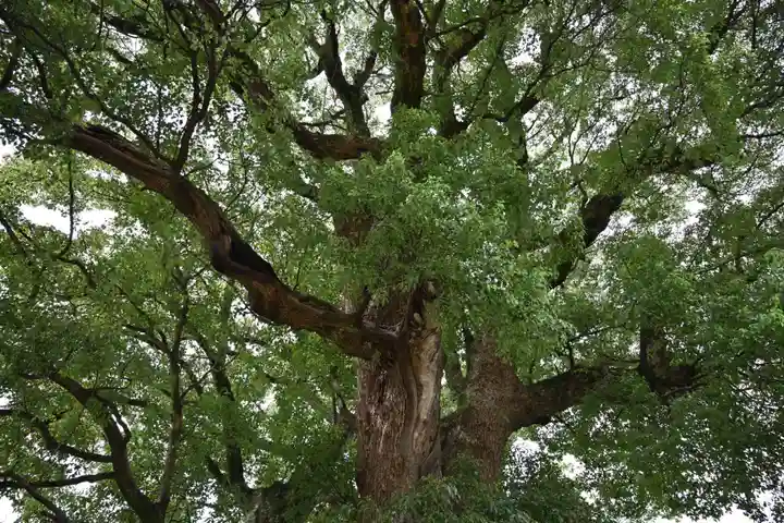 八大龍王神社(徳島県)