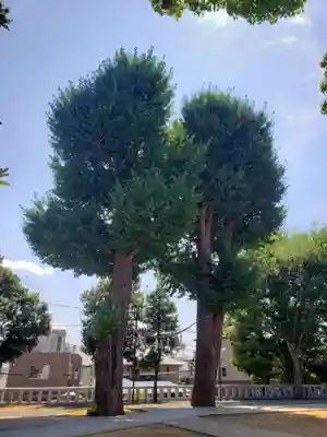 代田八幡神社の自然
