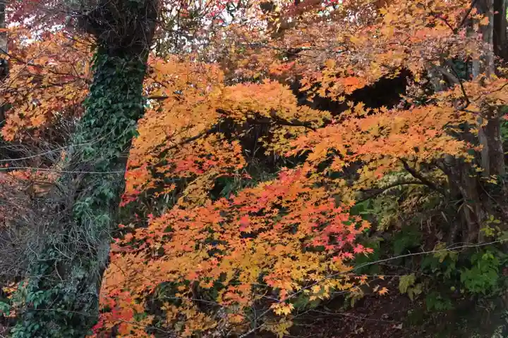 三春大神宮の自然