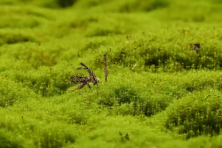 大山祇神社(高知県)