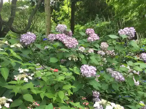 明月院(神奈川県)