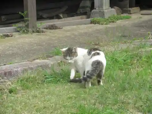 須賀神社の動物