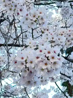 正麟寺の{uncategorized: "未分類", other: "その他", undefined: "問題あり", building: "その他建物", grave: "お墓", sacred_gate: "鳥居", guardian: "狛犬", statue: "像", buddha: "仏像", history: "歴史", nature: "自然", garden: "庭園", animal: "動物", pagoda: "塔", temizu: "手水舎", mountain_gate: "山門・神門", sanctuary: "本殿・本堂", subordinate: "末社・摂社", art: "芸術", scenery: "景色", jizo: "地蔵", ema: "絵馬", goshuin: "御朱印", omikuji: "おみくじ", items: "授与品その他", amulet: "お守り", goshuincho: "御朱印帳", eats: "食事", festival: "お祭り", votive_dance: "神楽", shichigosan: "七五三参", wedding: "結婚式", experience: "体験その他", initially: "初詣", around: "周辺", anti_infection: "感染症対策"}