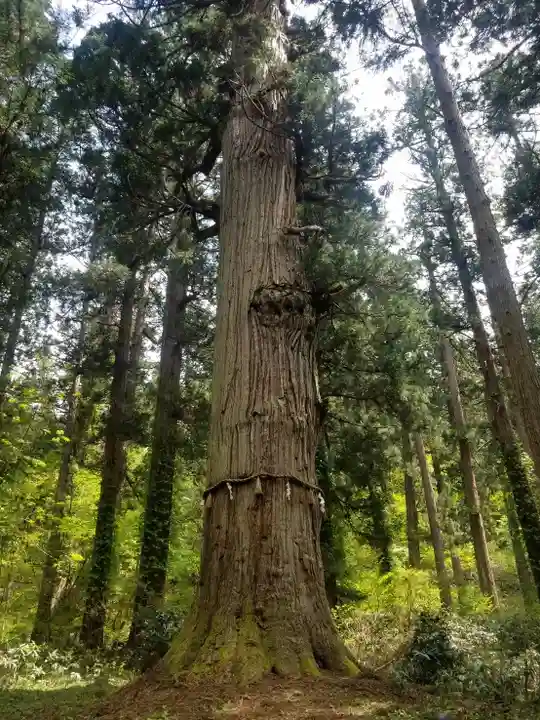 羽黒山五重塔(出羽三山神社)(山形県)
