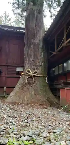 北口本宮冨士浅間神社の自然