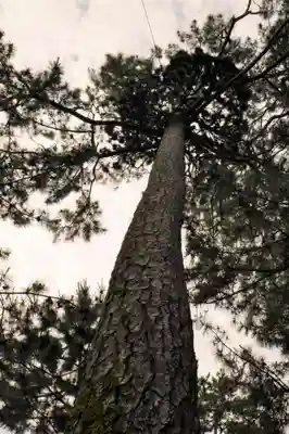 讃岐國分寺(香川県)
