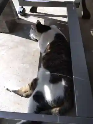 御誕生寺（猫寺）(福井県)