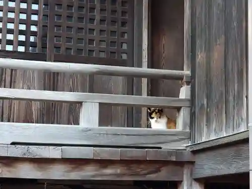 雀神社の動物