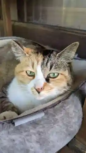 玉野御嶽神社の動物