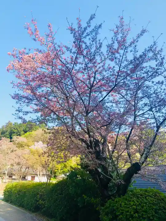 岡寺(龍蓋寺)(奈良県)