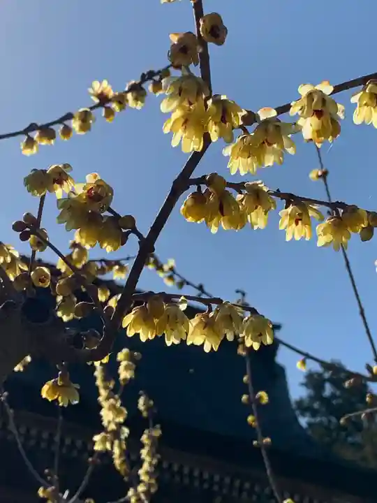 沙沙貴神社の自然