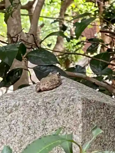 九頭竜大社の動物