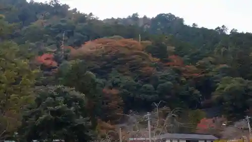 日蓮宗 総本山 塔頭 定林坊(じょうりんぼう)の自然