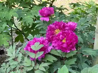 園城寺（三井寺）(滋賀県)